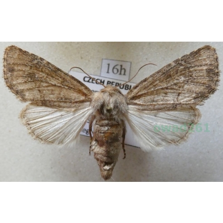 Luperina testacea (Denis & Schiffermüller, 1775) Paciepnica skorupianka Czech16h